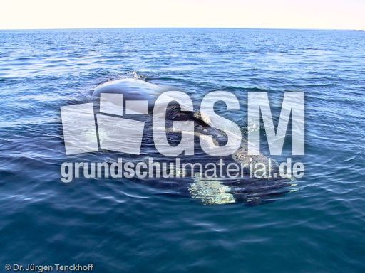 Buckelwal (21 von 57).jpg